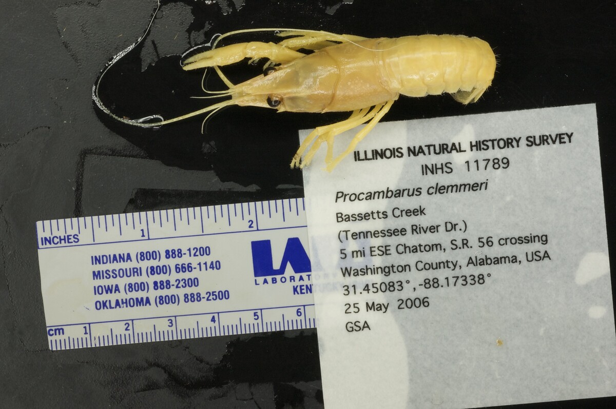 Procambarus clemmeri image